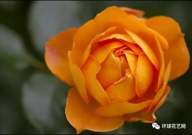 稀有玫瑰花品种大全图片,九种常见玫瑰花品种排名