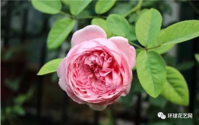 十大最稀有的玫瑰花品种图片,稀有玫瑰花品种大全图片