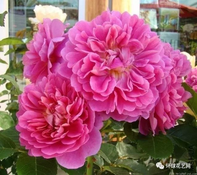 十大最稀有的玫瑰花品种图片,稀有玫瑰花品种大全图片