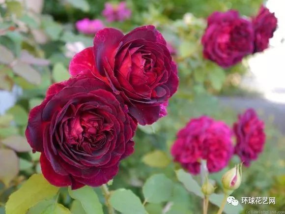 稀有玫瑰花品种大全图片,九种常见玫瑰花品种排名