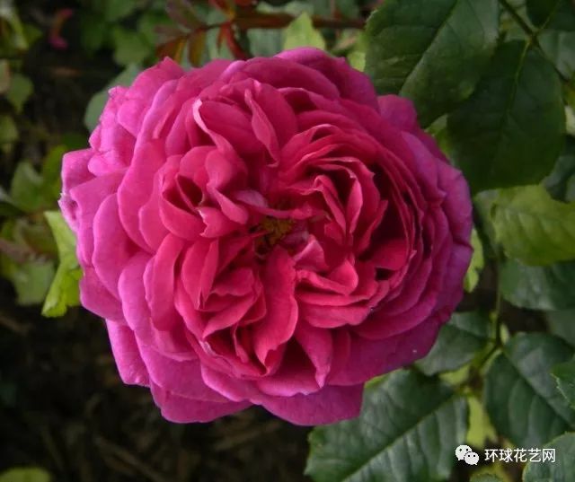 稀有玫瑰花品种大全图片,九种常见玫瑰花品种排名