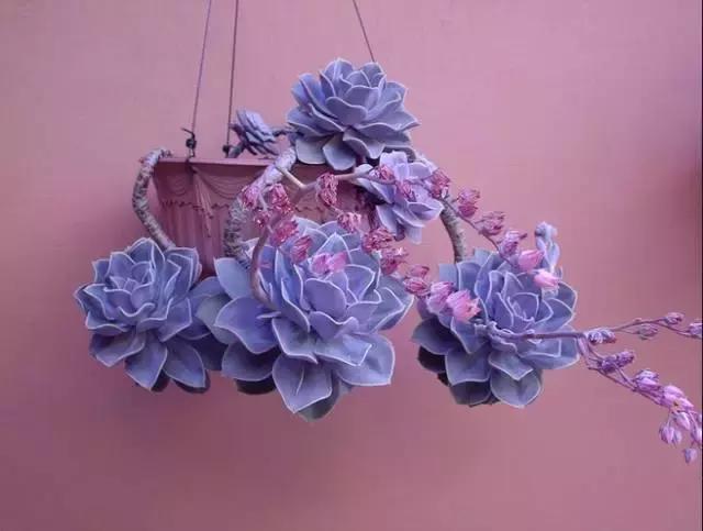 皮实好养的5款多肉,推荐几款多肉好看又好养的