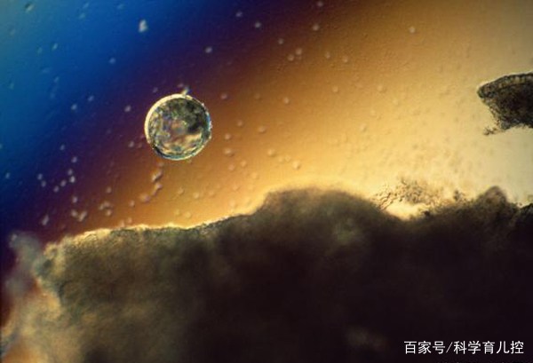 精子经过的四个过程,精子产生与吸收过程