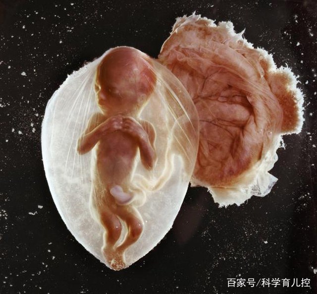 精子经过的四个过程,精子产生与吸收过程