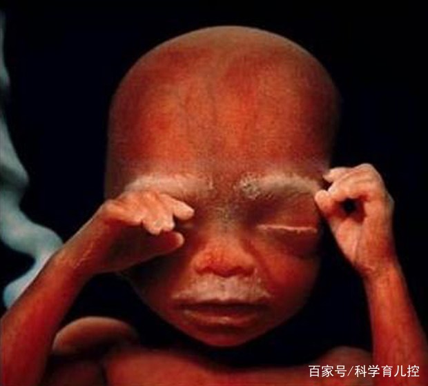 精子的产生全过程,精子从开始到最后的过程