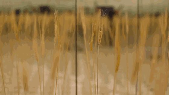 杭州人对未来的好奇心彻底爆发！10多万人在江边“看到了未来”！