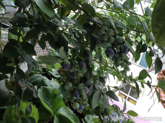 蓝莓护眼明目,蓝莓护眼必备