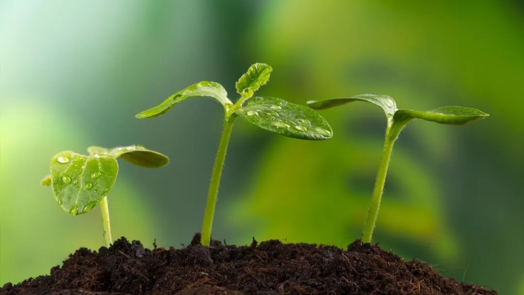 植保技术革命！有机硅、精油、有机氟等，谁将主宰500亿农业助剂市场？