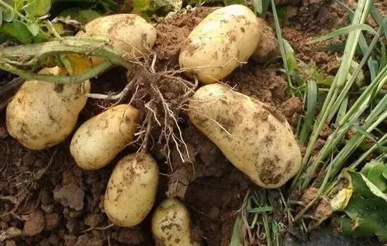 茄子不能生吃和什么炒,茄子怎样算是不能吃了