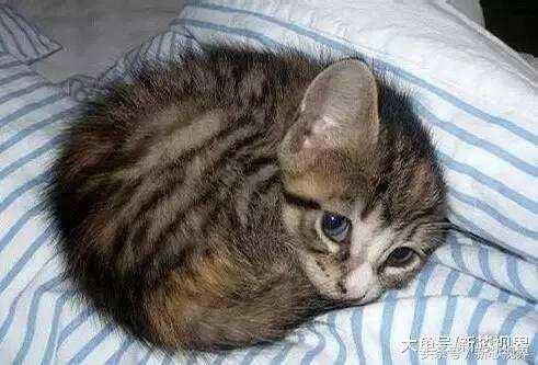 爱踢足球的猫,微笑的猫咪