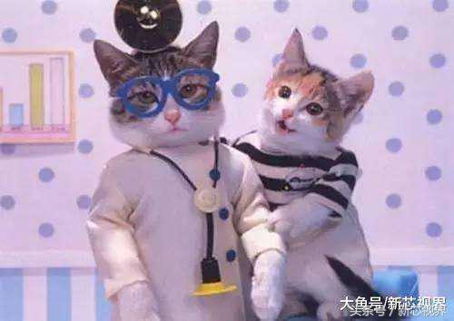 爱踢足球的猫,微笑的猫咪