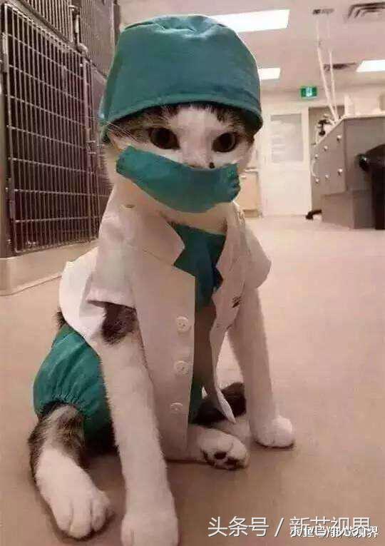 爱踢足球的猫,微笑的猫咪