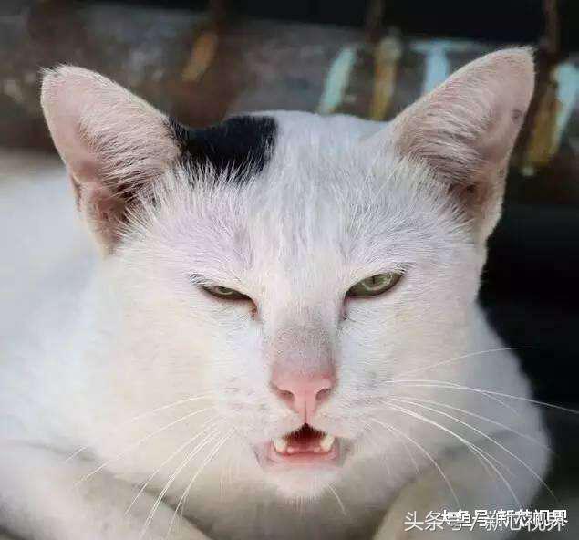 爱踢足球的猫,微笑的猫咪