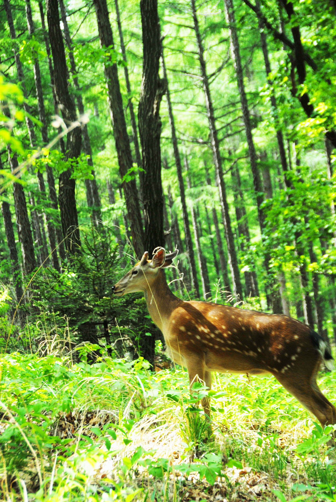 瑰丽与发展并存，机遇助东丰五彩鹿乡采风记之总结篇
