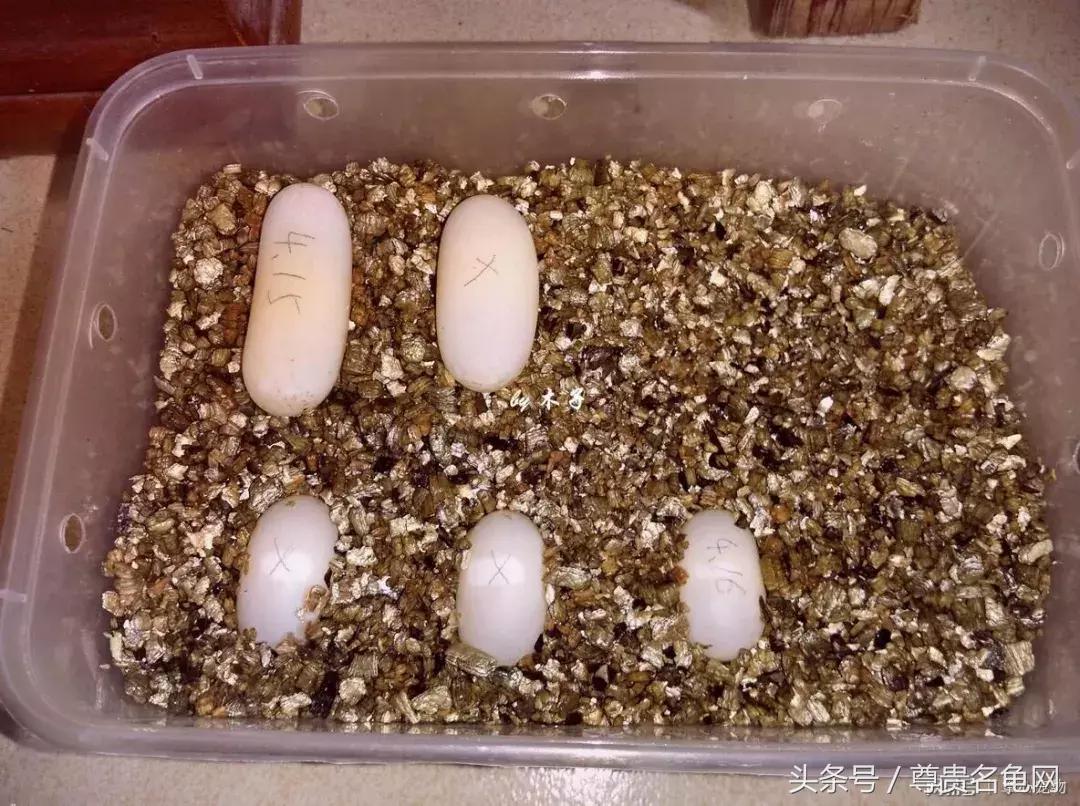 用一招，就知龟蛋是否受精