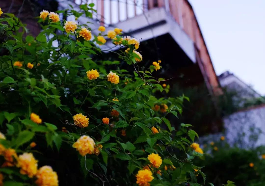 南京20分钟车程外的不老村，咖啡屋、书吧、酒吧，周末度假好去处