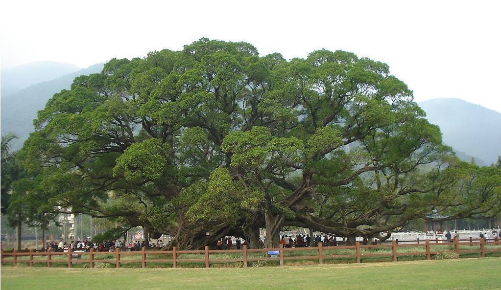 世界最奇葩吉尼斯纪录大全,世界最奇怪的吉尼斯纪录保持者