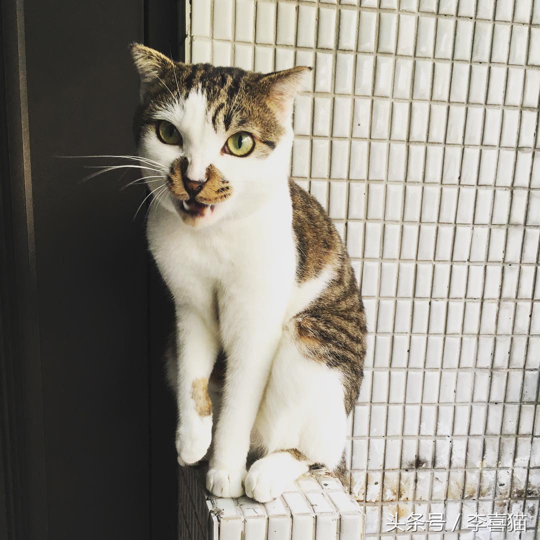 大名鼎鼎的中华气死猫,专业欺负铲屎官,谁养谁知道