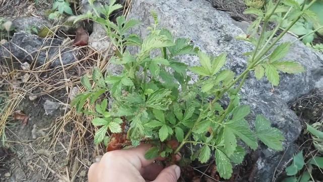 仙鹤草有其他名称吗,仙鹤草的作用与功效治什么病