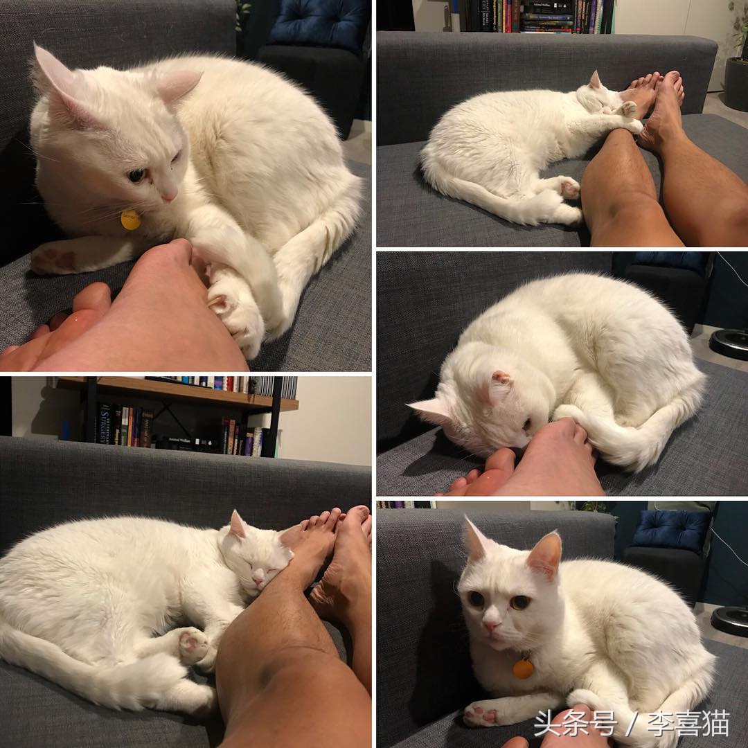 大名鼎鼎的中华气死猫,专业欺负铲屎官,谁养谁知道