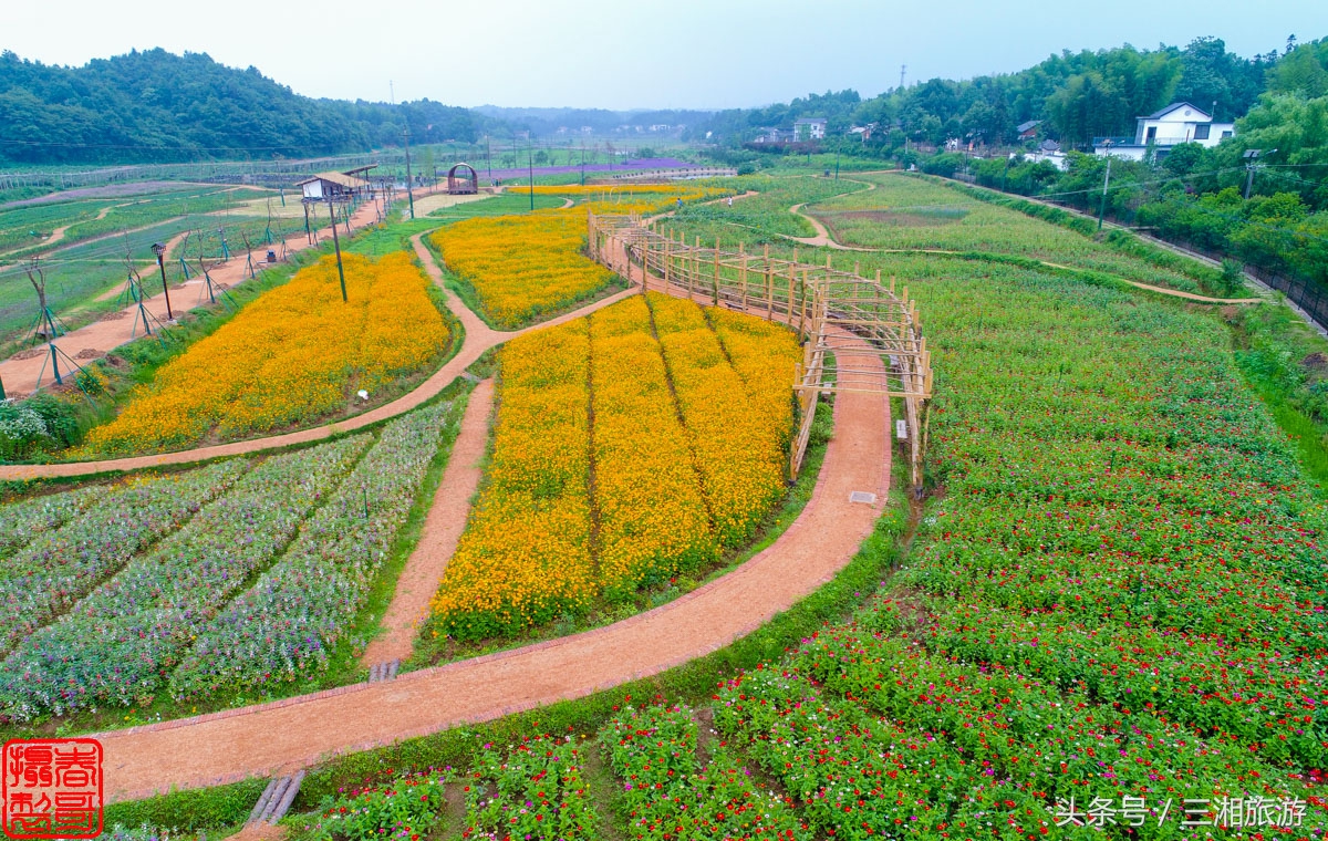 航拍九峰花海,航拍绝美花海五分钟