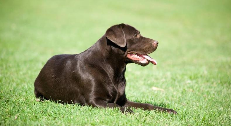 拉布拉多吃草需要补充哪些营养,为什么拉布拉多吃素食