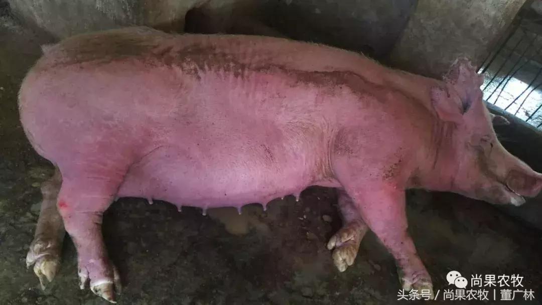 即将临产母猪中暑症状,预防母猪中暑用什么方法