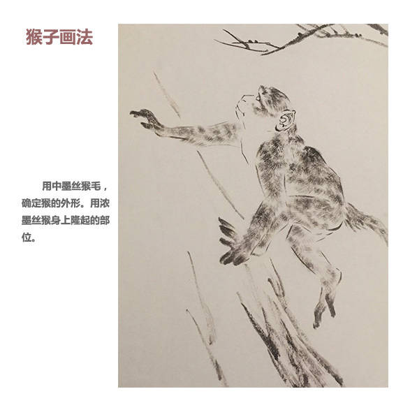 中国画如何画猴子,中国画怎样画猴子