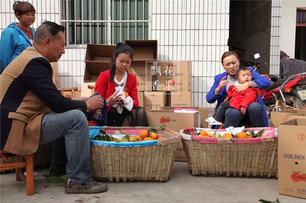 秭归脐橙分析,风云突变为什么这么严重