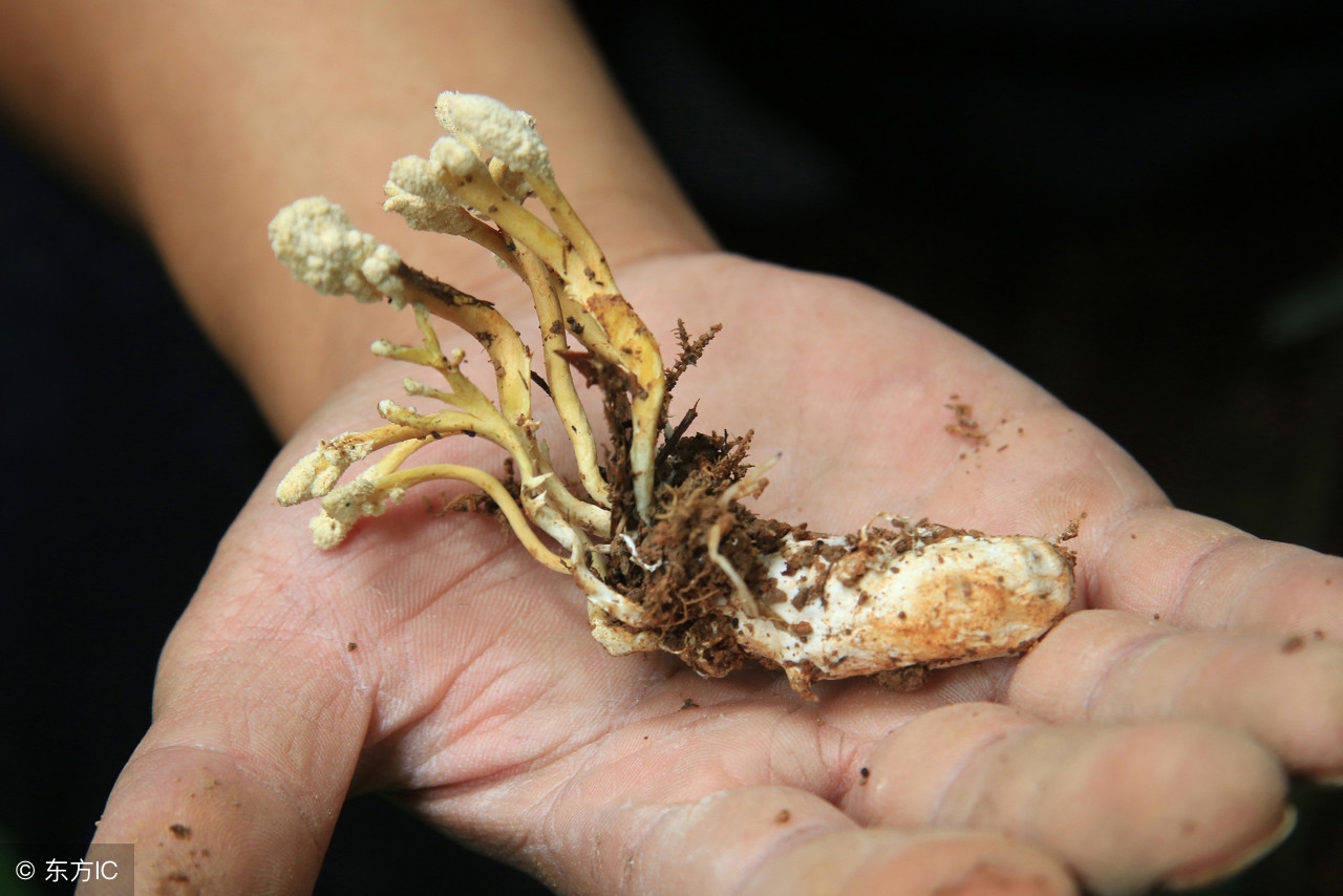 野生冬虫夏草美食,冬虫夏草野生土特产