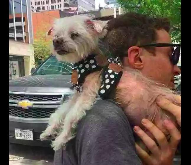 狗狗11岁掉毛,狗狗年龄大了疯狂掉毛