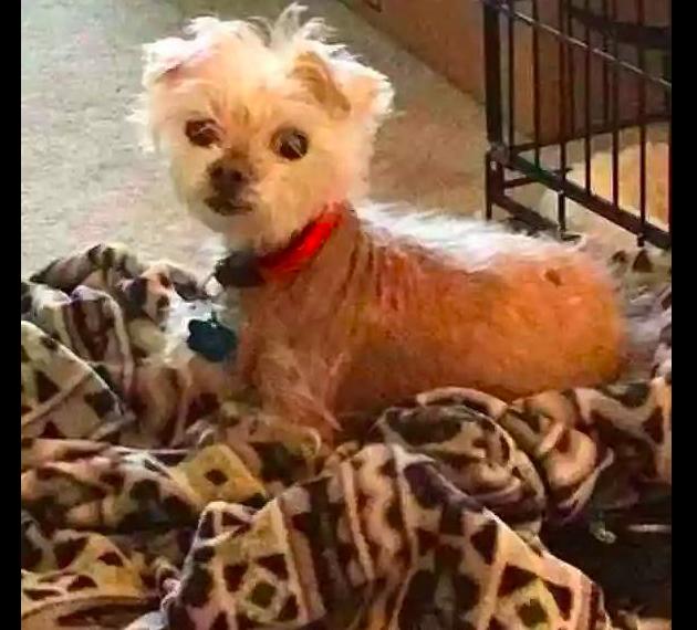 狗狗11岁掉毛,狗狗年龄大了疯狂掉毛