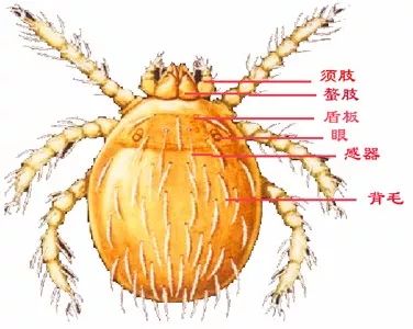 古人说别来无恙该怎么回,古人回复别来无恙