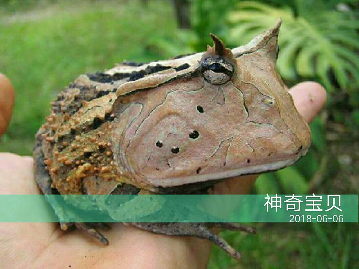 角蛙三个月不进食会死掉吗,养角蛙的十大忠告角蛙怎么过冬