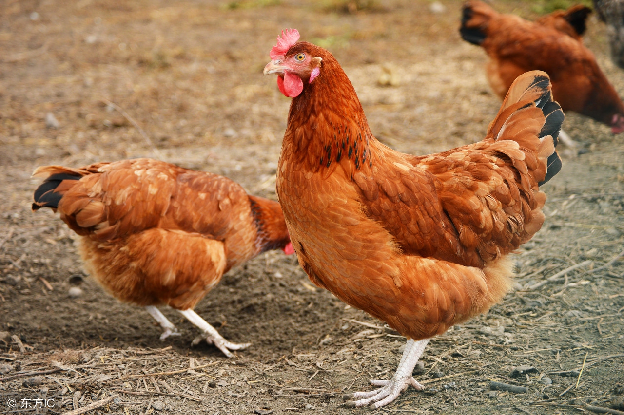 如何养好虫子鸡,怎么知道鸡有没有寄生虫