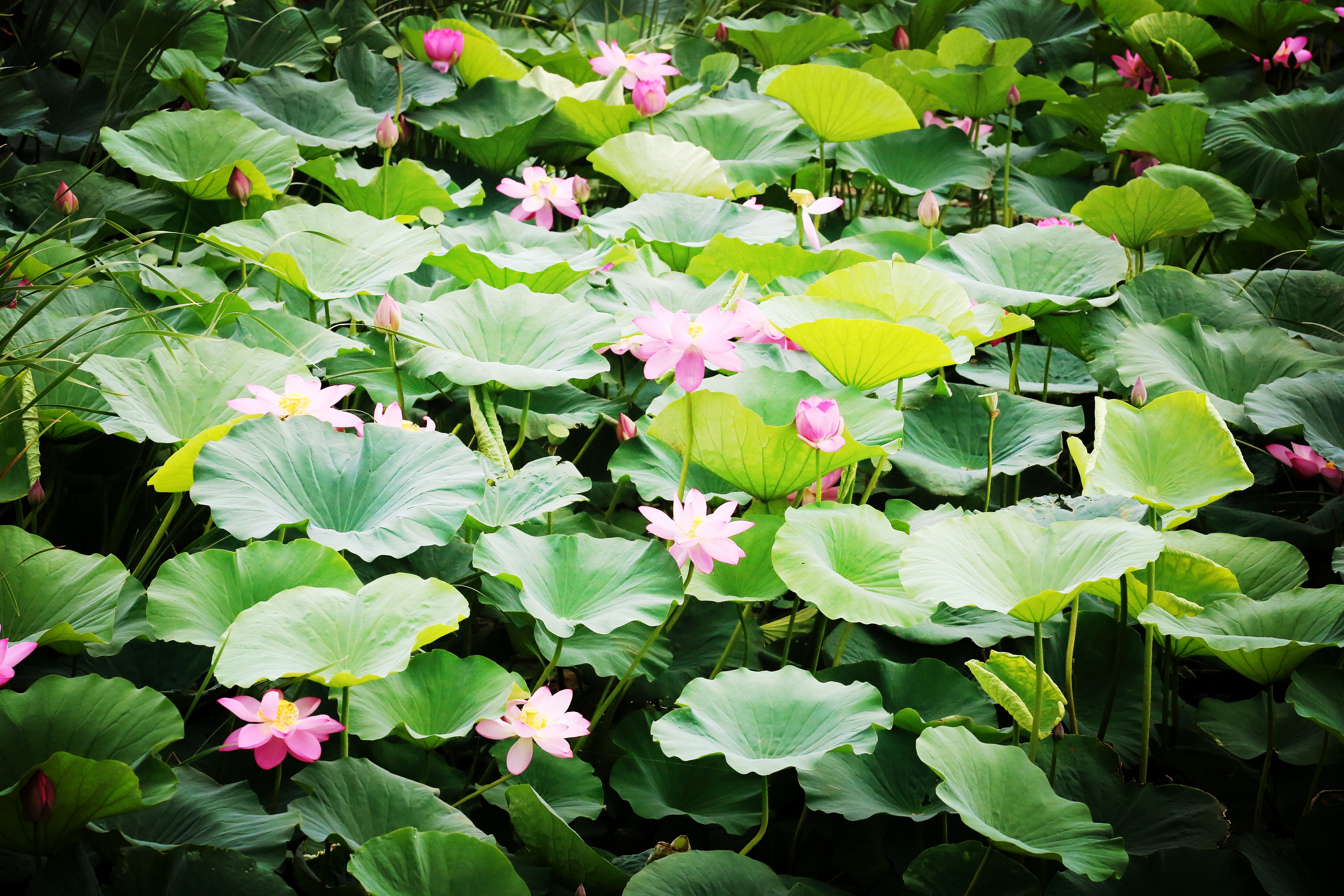 沈阳国际旅游节夏季游,2018沈阳冬季游玩