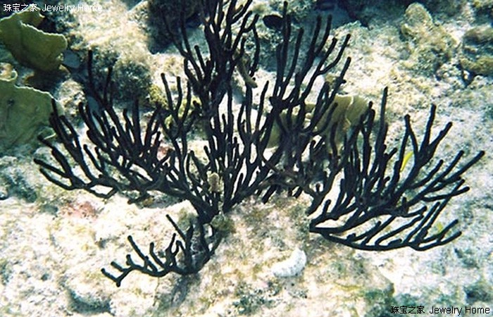 红珊瑚的魅力有多大,红珊瑚的魅力有多强