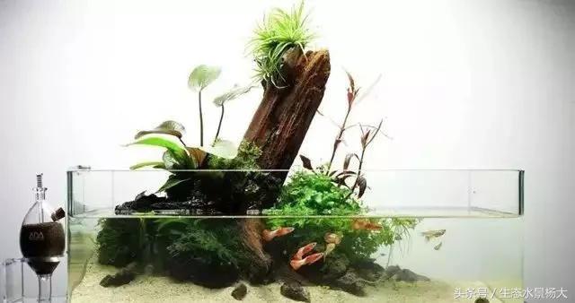 水陆缸打理视频教程,水陆缸用什么苔藓好养