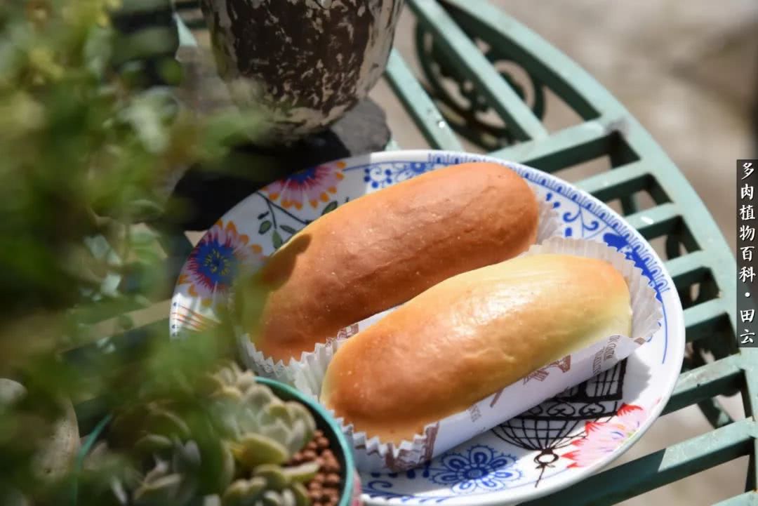 推开多肉世界的门，原来你与美食来自同一国度！