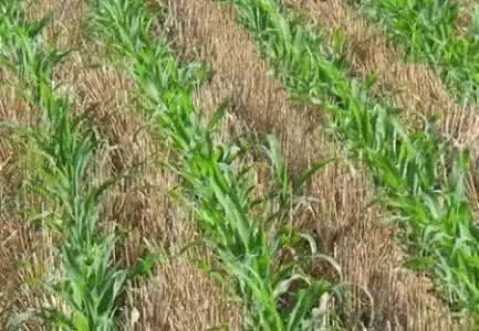 玉米苗几个叶打灭草剂,玉米苗后几片叶可以打苯唑草酮