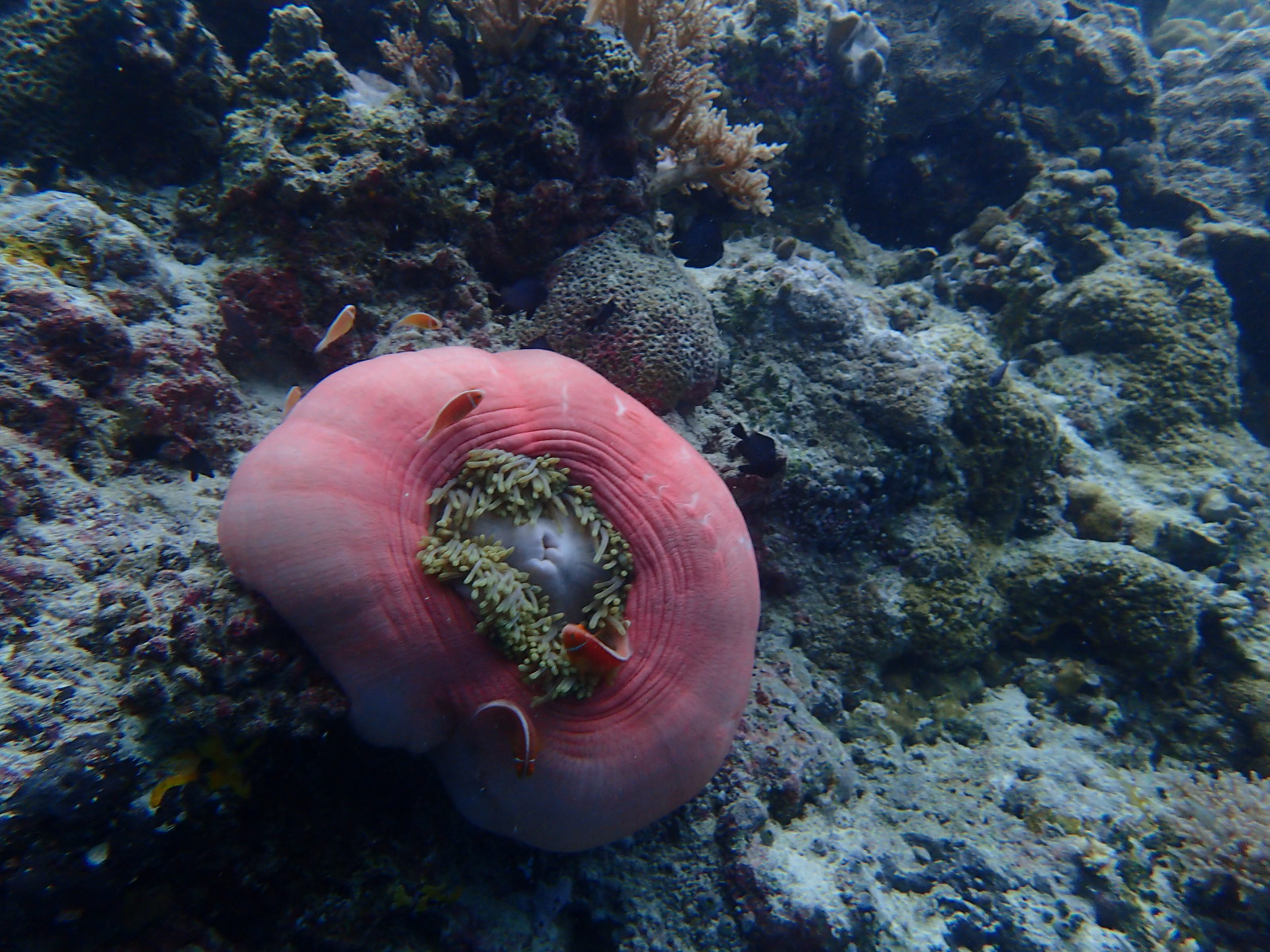 还在纠结要不要去海岛国家｜这个海岛完爆的魅力！