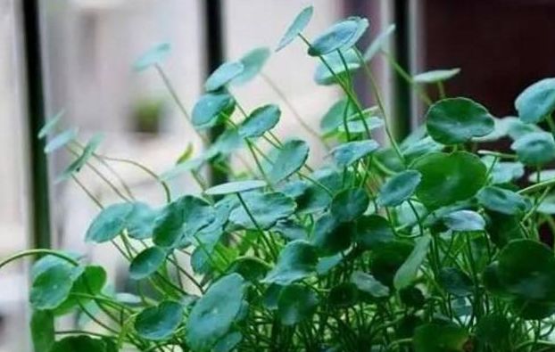 土植的铜钱草烂根了一招解决,铜钱草烂根后如何水培