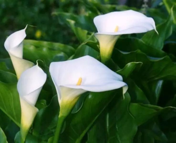 珍稀马蹄莲,如何让马蹄莲一年四季都活着