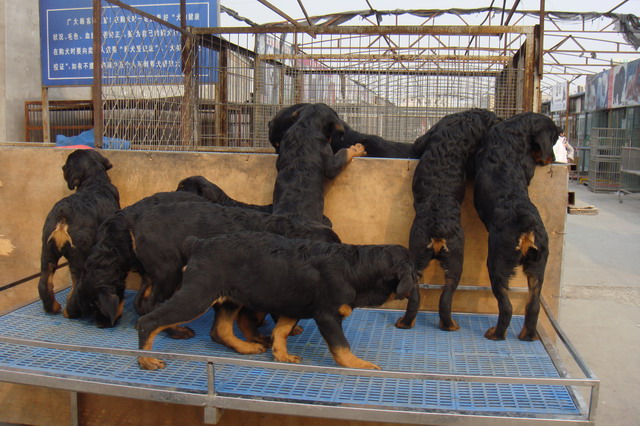 便宜的中型狗狗哪些值得入手,便宜的狗狗哪些值得入手