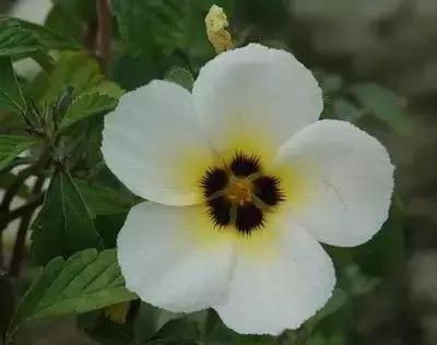 鲜花的100种花语,全部花草的花语