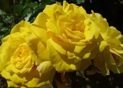 100种的鲜花花语合集,100种花的寓意和花语