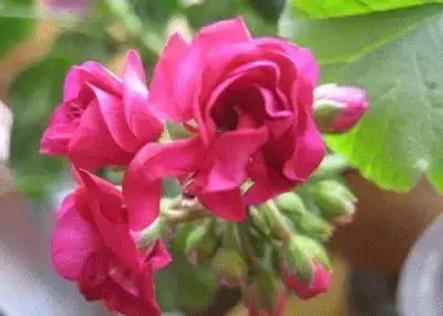 100种的鲜花花语合集,100种花的寓意和花语