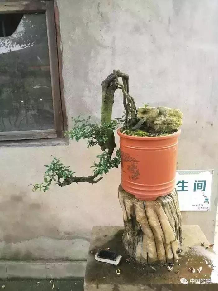 左世新金弹子盆景直播,左世新根艺金弹子