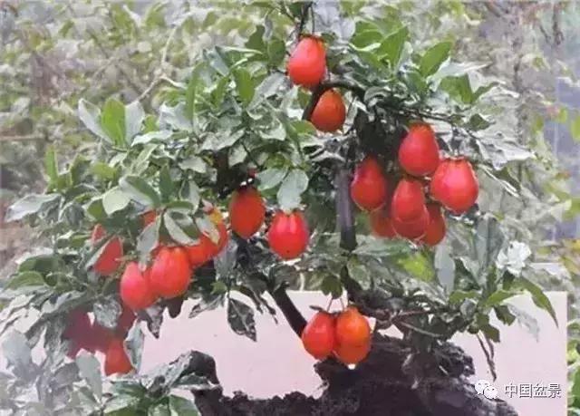 左世新金弹子盆景直播,左世新根艺金弹子