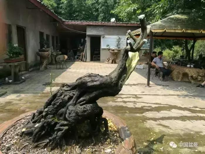 左世新金弹子盆景直播,左世新根艺金弹子